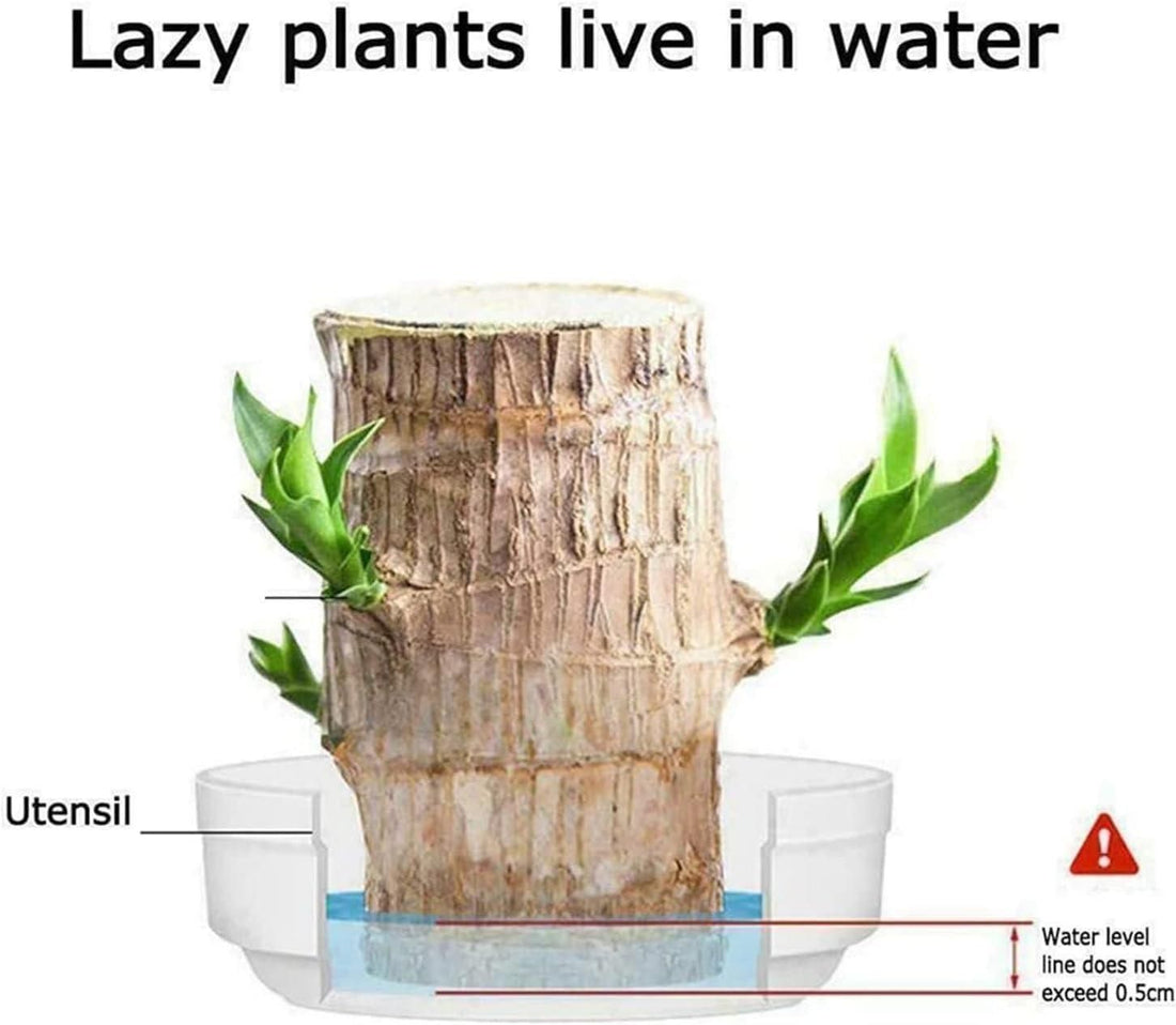 Brazilian Lucky Wood-Plant Decorations