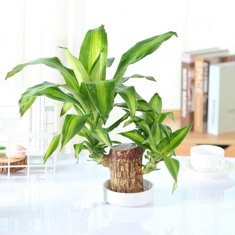 Brazilian Lucky Wood-Plant Decorations