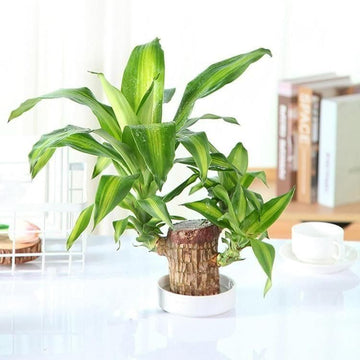 Brazilian Lucky Wood-Plant Decorations